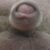 Profile picture of Meswasti